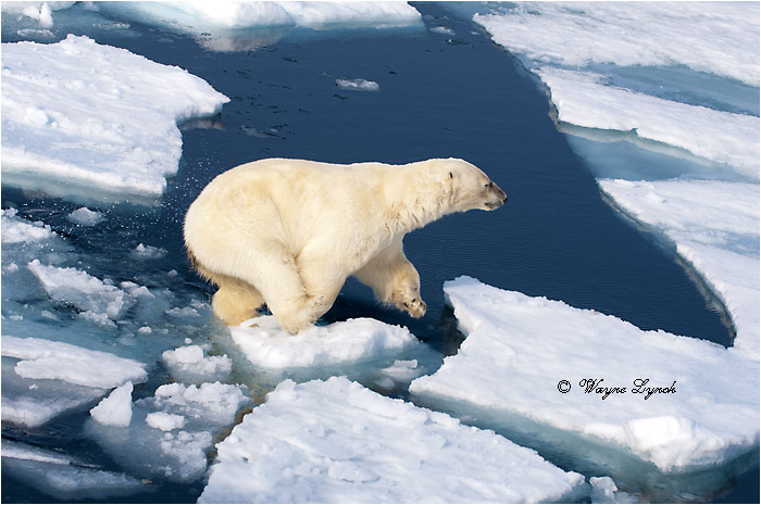 Polar Bear on Pack Ice 199 by Dr. Wayne Lynch &copy;
